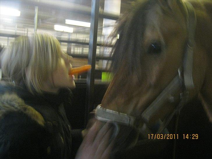 Anden særlig race mombassa *rideskole hest* billede 6