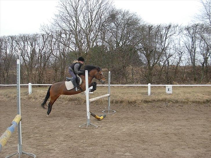 New Forest Cindy |har redet | solgt - Velkommen til Cindys profil...
Undervisning - SLR - 19.03.2011 billede 1