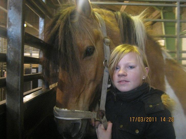 Anden særlig race mombassa *rideskole hest* billede 7