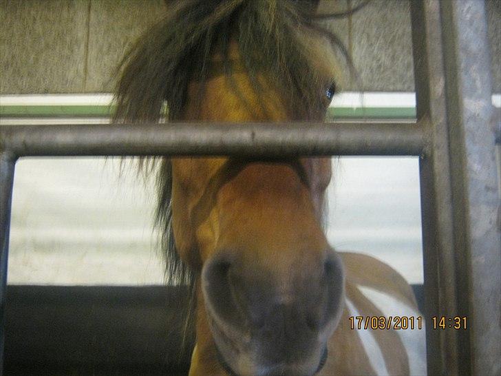 Anden særlig race mombassa *rideskole hest* billede 8