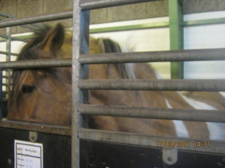 Anden særlig race mombassa *rideskole hest* billede 9