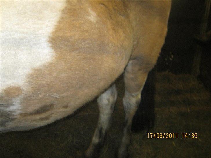 Anden særlig race mombassa *rideskole hest* billede 10