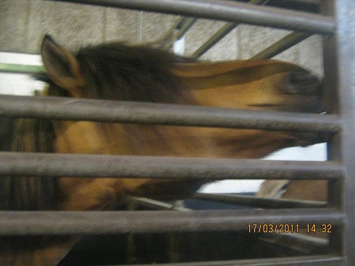 Anden særlig race mombassa *rideskole hest* billede 11