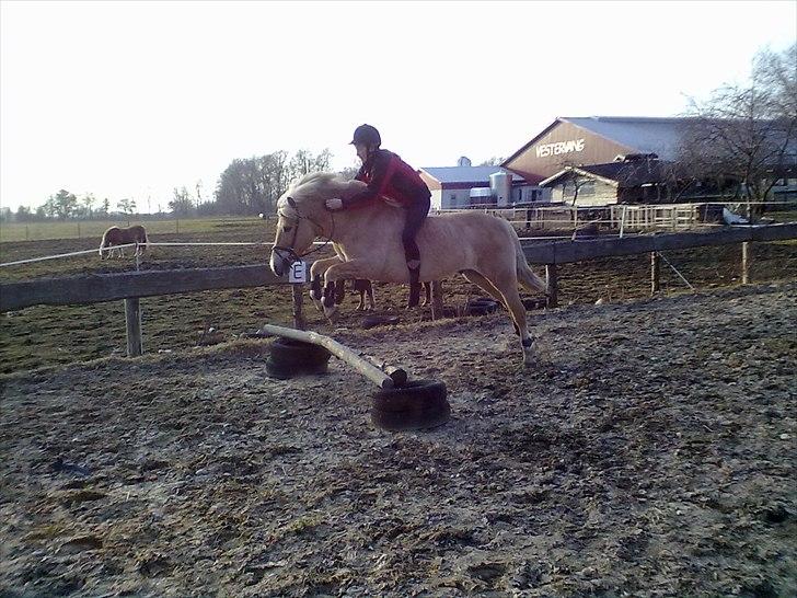 Anden særlig race Safran - spring uden sadel;P billede 6