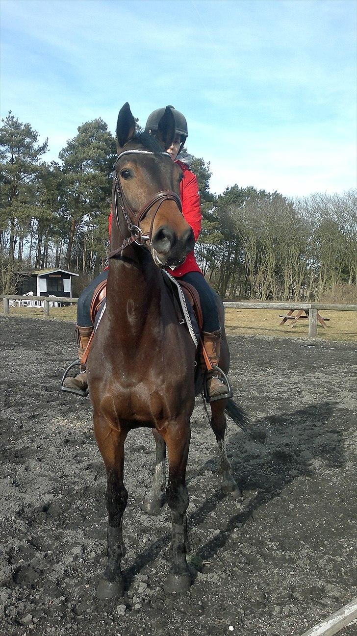 Holstener Capone billede 16