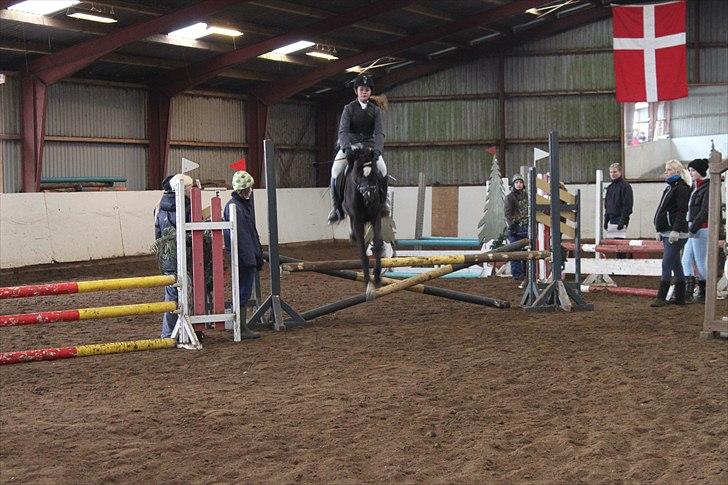 Hollandsk Sportspony Bjirmens Hylke SPH 192 ( R.I.P) billede 11