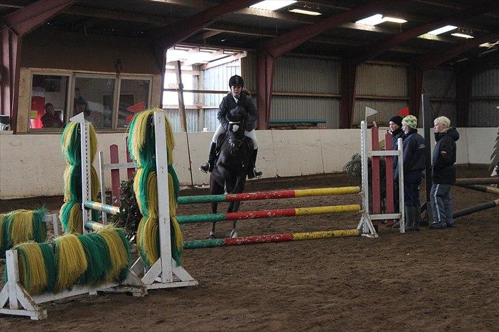 Hollandsk Sportspony Bjirmens Hylke SPH 192 ( R.I.P) billede 12