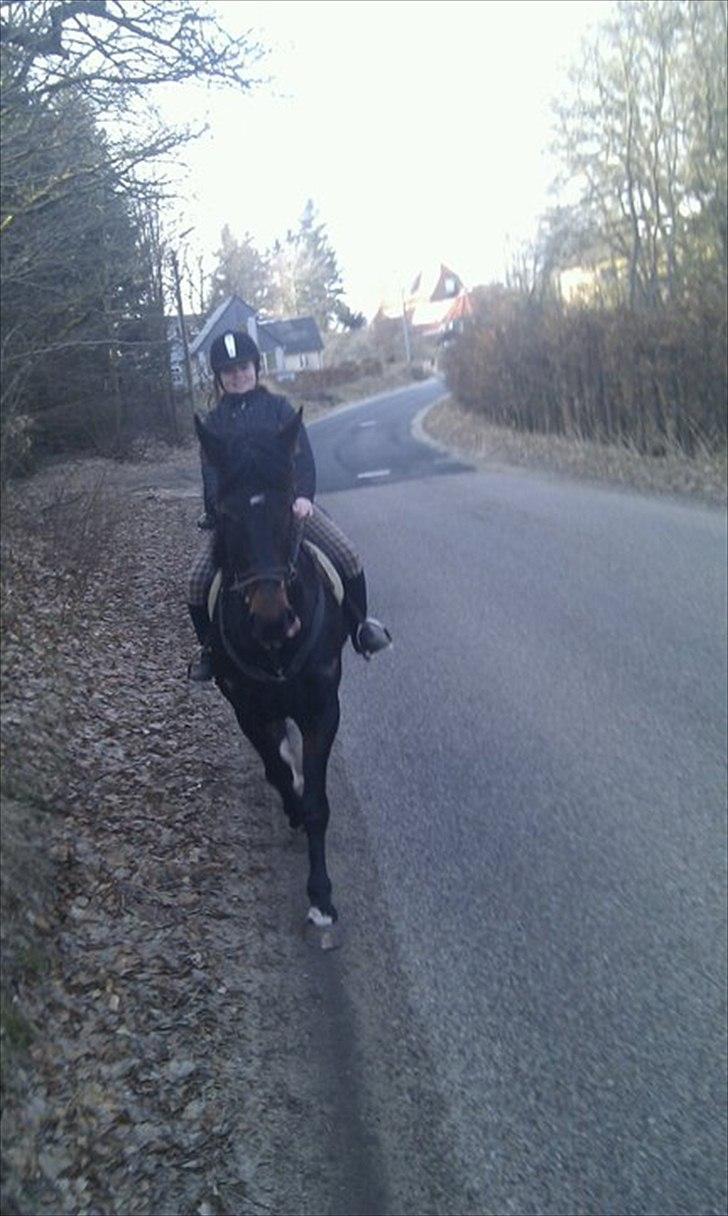 Anden særlig race Ronja - Jaa på vej ind i skoven billede 18