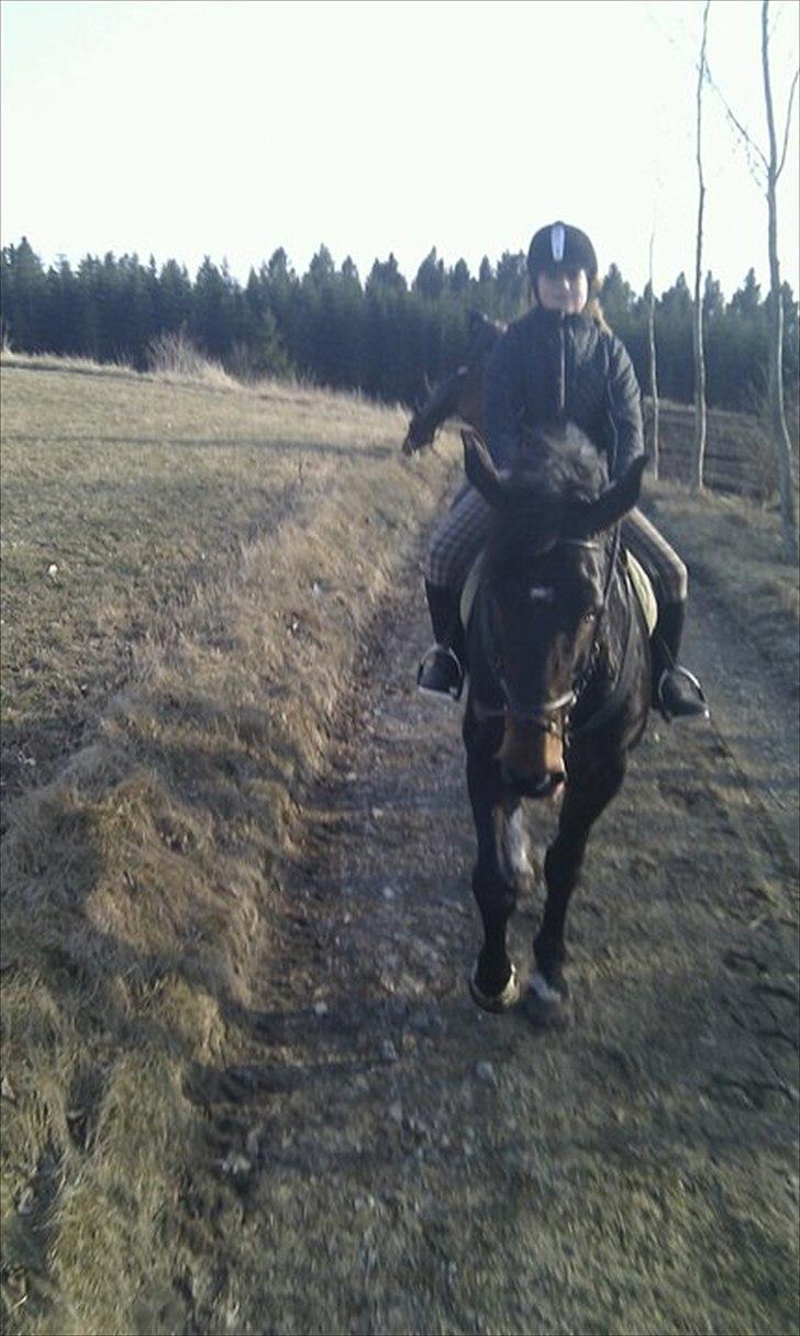 Anden særlig race Ronja - På vej hjem fra skovtur med jannie og inger billede 19