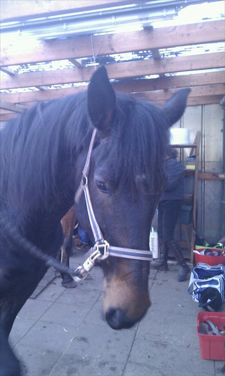 Anden særlig race Ronja - Efter skovturen med jannie og inger billede 9