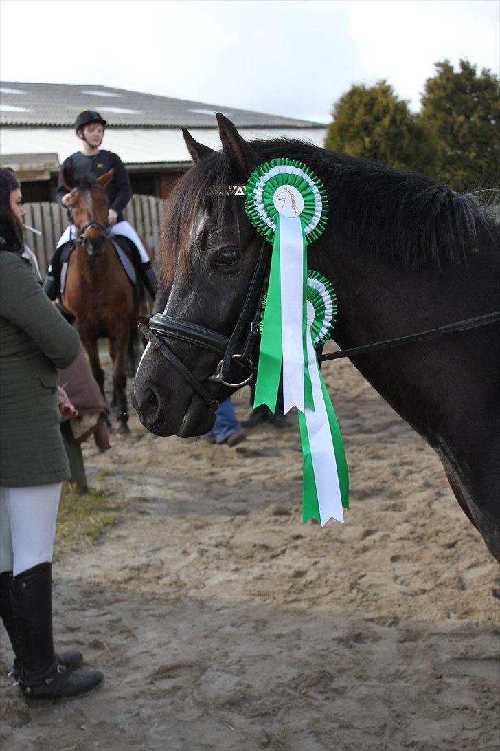 Hollandsk Sportspony Bjirmens Hylke SPH 192 ( R.I.P) billede 14