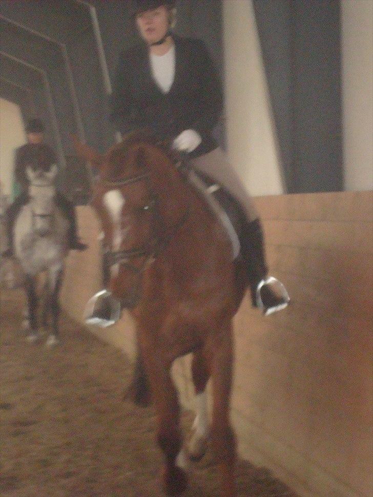 Dansk Varmblod Don Lou (Nando) billede 4