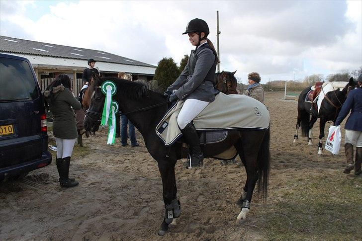 Hollandsk Sportspony Bjirmens Hylke SPH 192 ( R.I.P) billede 15