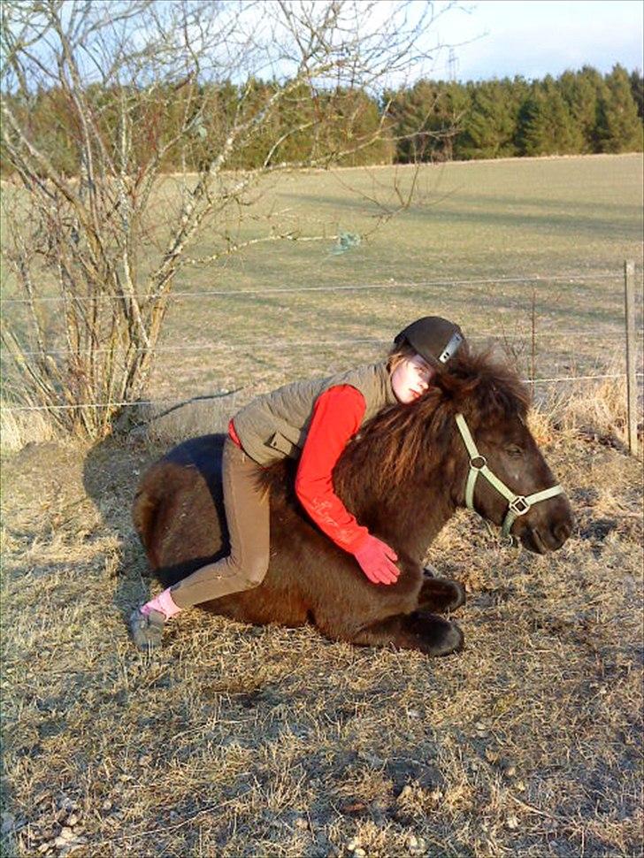 Islænder Litla *Mit et og alt* - min drøm blev til virkelighed <3 billede 4