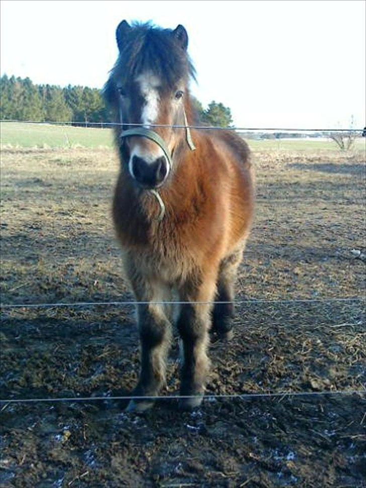 Anden særlig race Sofus billede 4