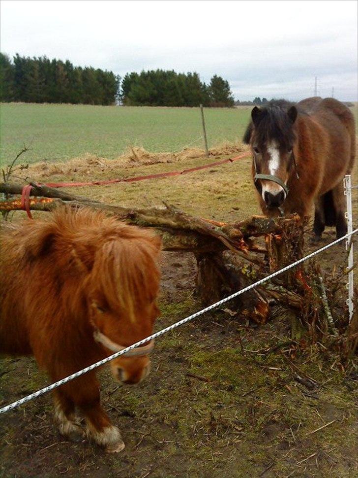 Anden særlig race Sofus billede 5