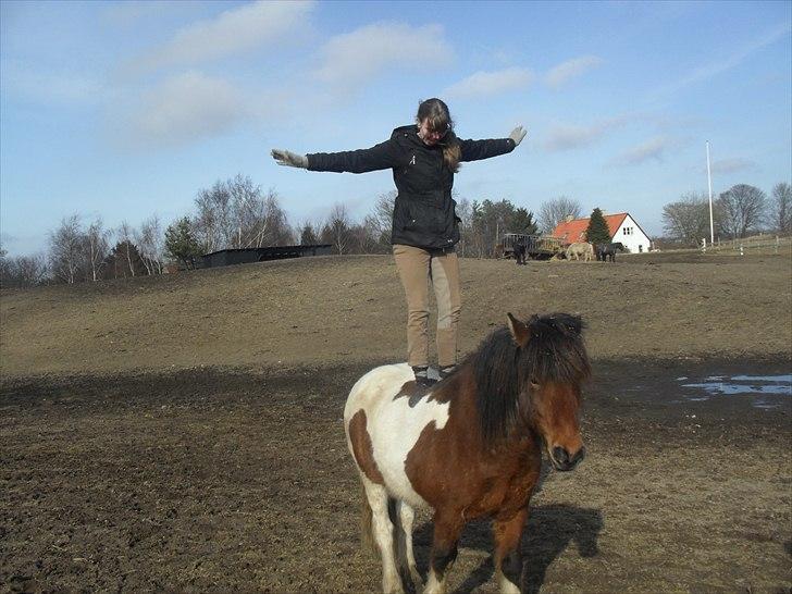 Islænder Fjörgull fra freersvang - Der er intet vi to ikke kan. 
-Må IKKE kopieres-
You make me happy billede 16