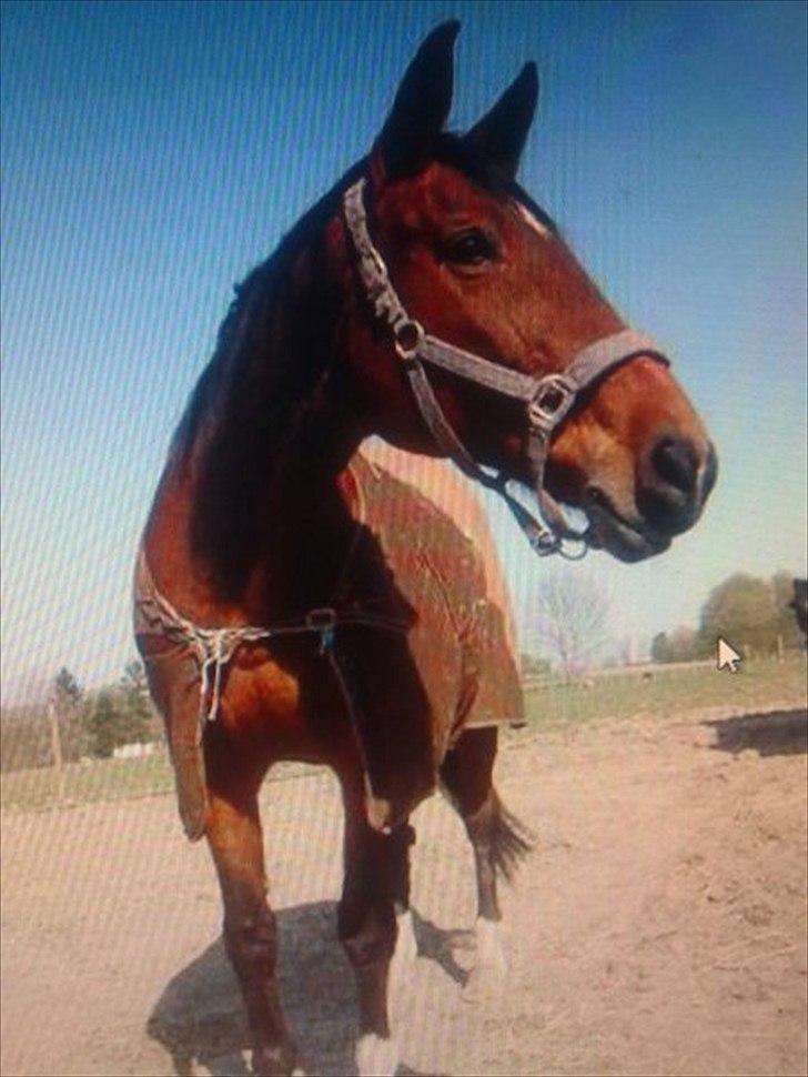 Dansk Varmblod Bellini billede 1