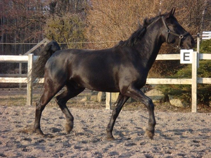 Oldenborg Jaro RIP<3 billede 1