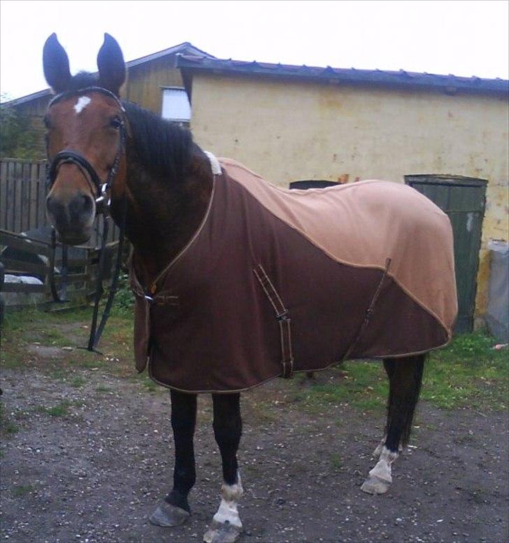 Dansk Varmblod Bellini - Tøzen Med De Store Øre billede 2