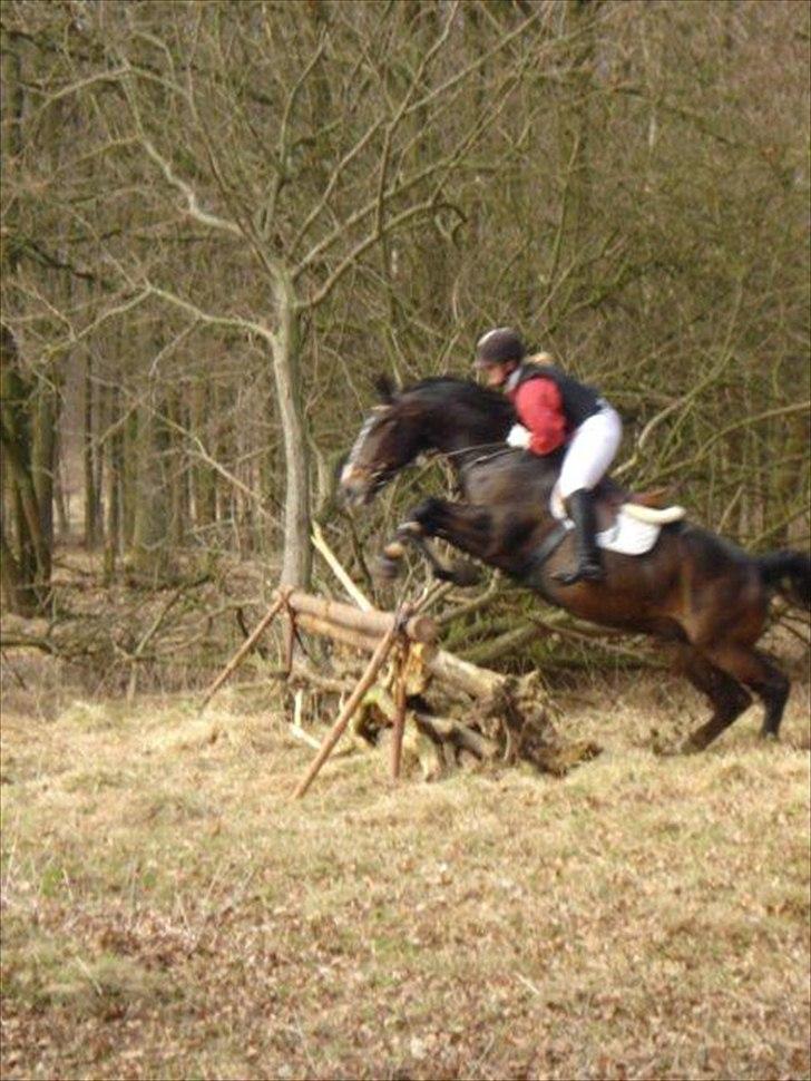 Oldenborg Tarzan Anholm - ponyen ELSKER  livet lige nu XD billede 16