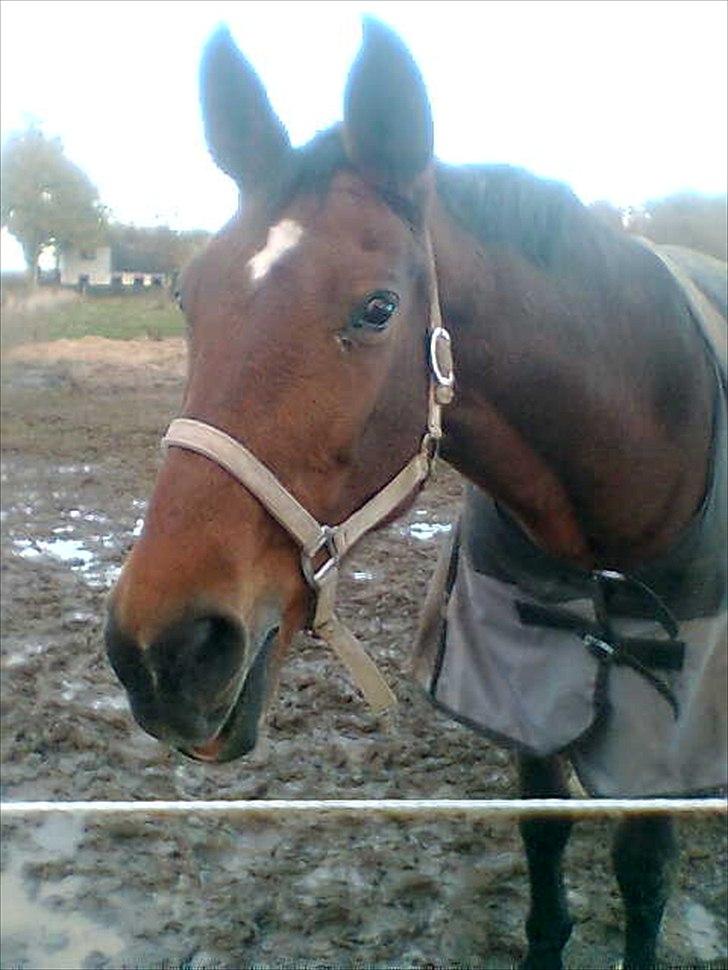 Dansk Varmblod Bellini - Frk Bell Med de store Øre billede 4