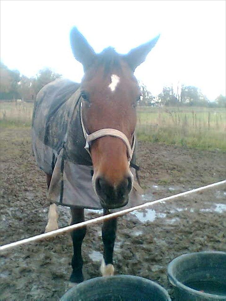 Dansk Varmblod Bellini - Baby Mus billede 5