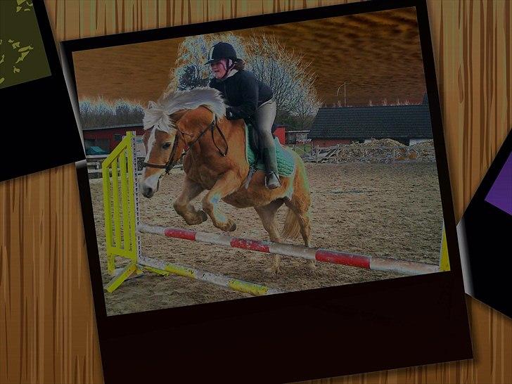 Haflinger Linea billede 5