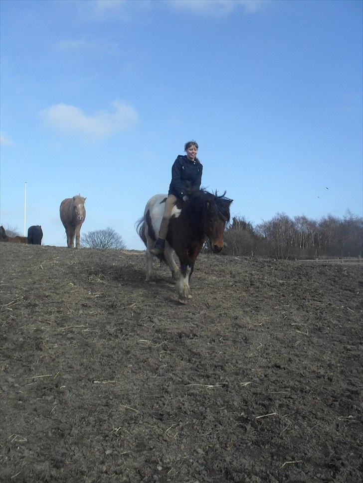 Islænder Fjörgull fra freersvang - hygge på fold :-)
-Må IKKE kopieres- billede 17