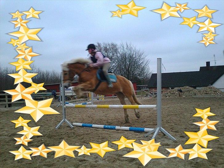 Haflinger Linea billede 6