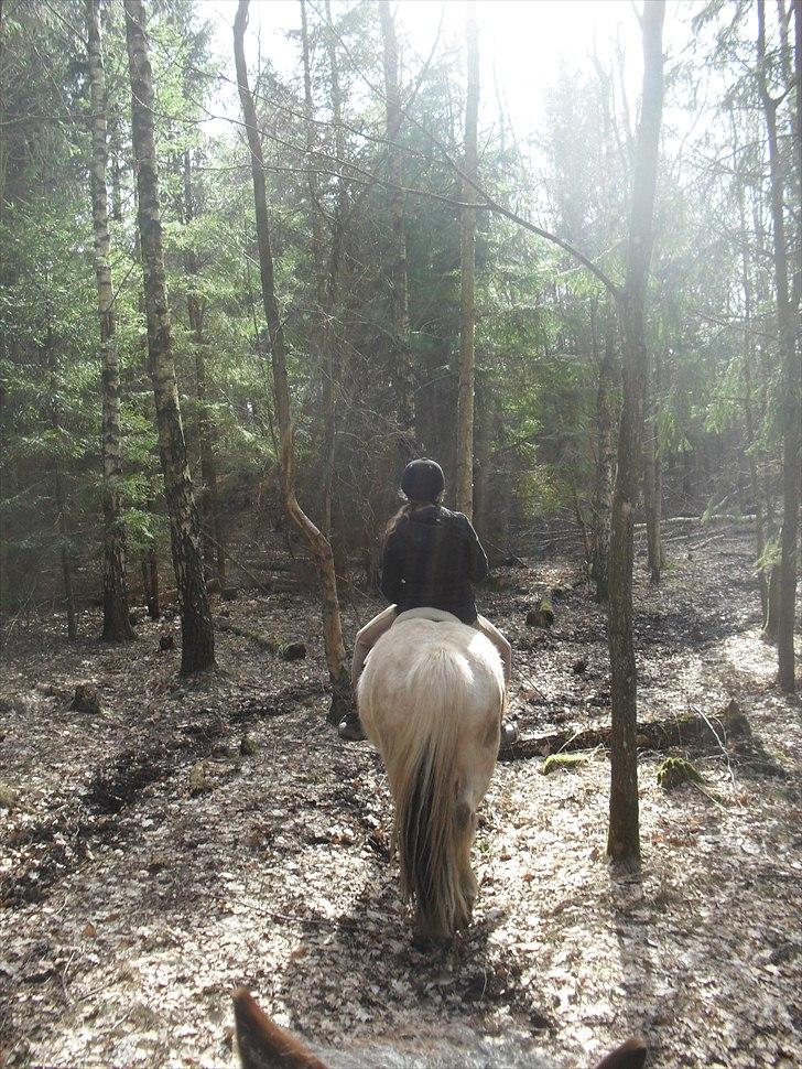 Islænder Fjörgull fra freersvang - you're my sun, when the rain is falling!

-Må IKKE kopieres- billede 19
