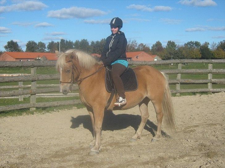 Haflinger Linea billede 8