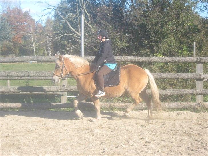 Haflinger Linea billede 9