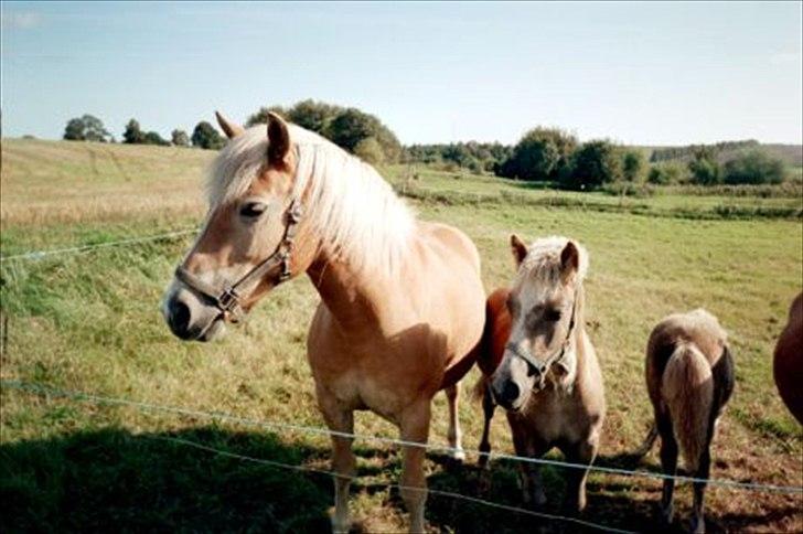 Haflinger Linea billede 10