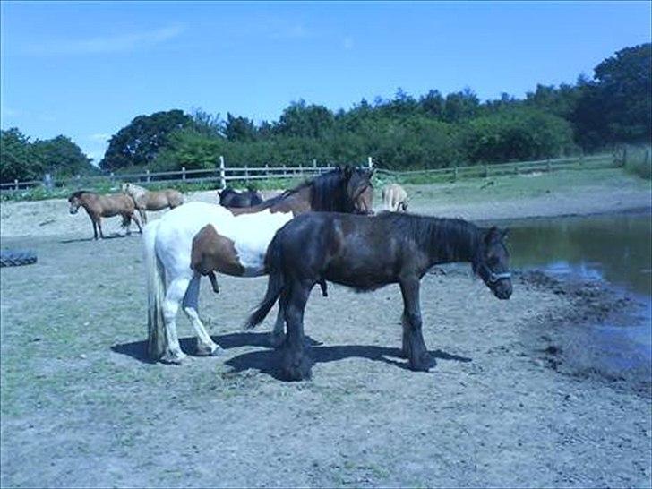 Islænder Fjörgull fra freersvang - Gammelt billede :-) Fell og fjölle
-Må IKKE kopieres- billede 18