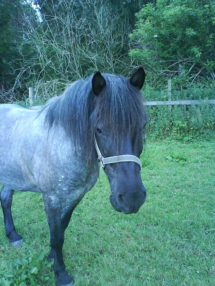 Anden særlig race Sonny  - sommer græs:) HuMMM du elsker det :) billede 6