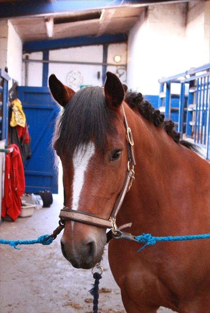 New Forest VESTERGAARDS KICK AND RUN - Smukke dreng<3 Foto: Cecilie Ullits billede 14