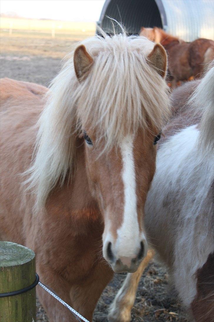 Islænder Álfadis fra Elgådsminde billede 2