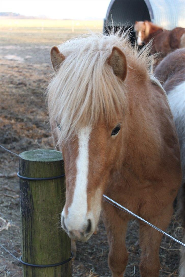 Islænder Álfadis fra Elgådsminde billede 3