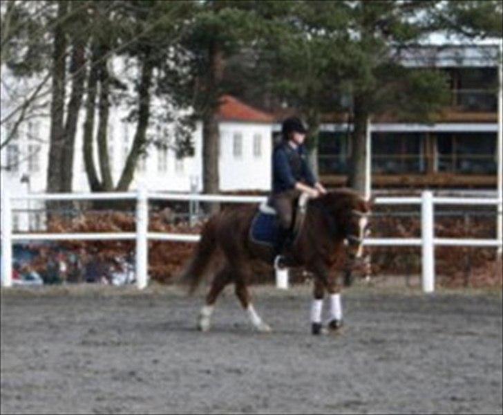 Tysk Sportspony Whysky <3|Mit alt| - Foto: Laura Bach. 
Dressur, efterår, 2011. Det går op ad bakke for os. :-) billede 17