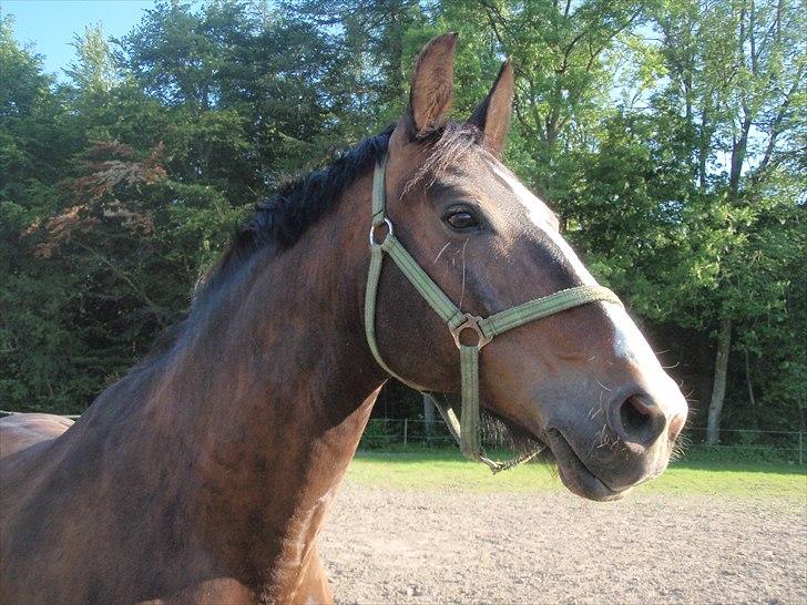 Oldenborg Tarzan Anholm billede 17