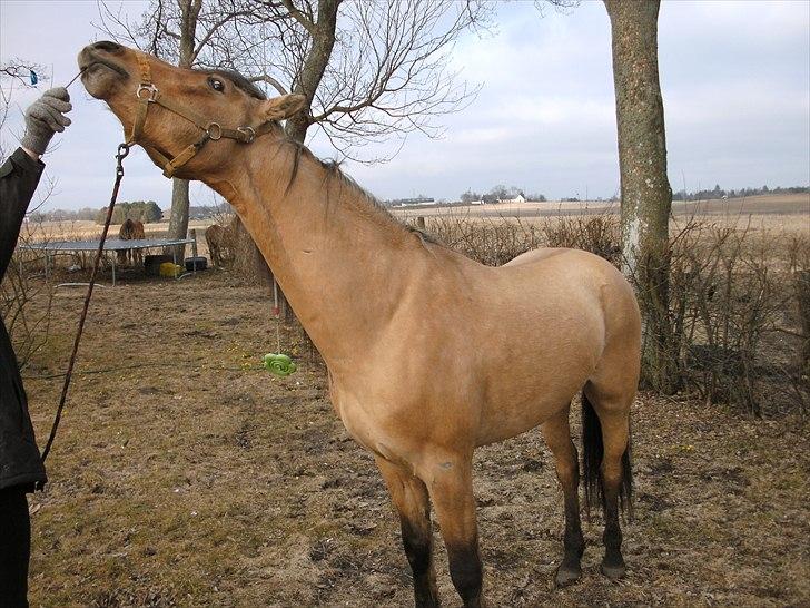 Anden særlig race night  billede 4