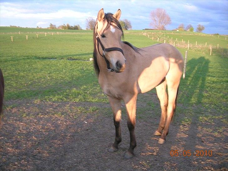 Anden særlig race night  billede 7