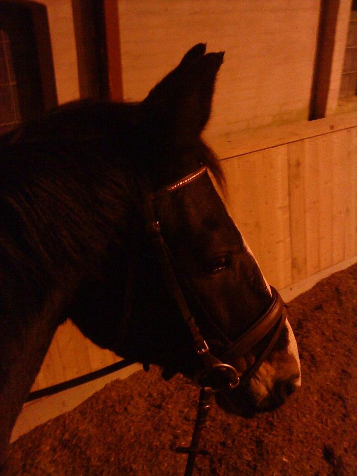 Oldenborg Tarzan Anholm billede 19