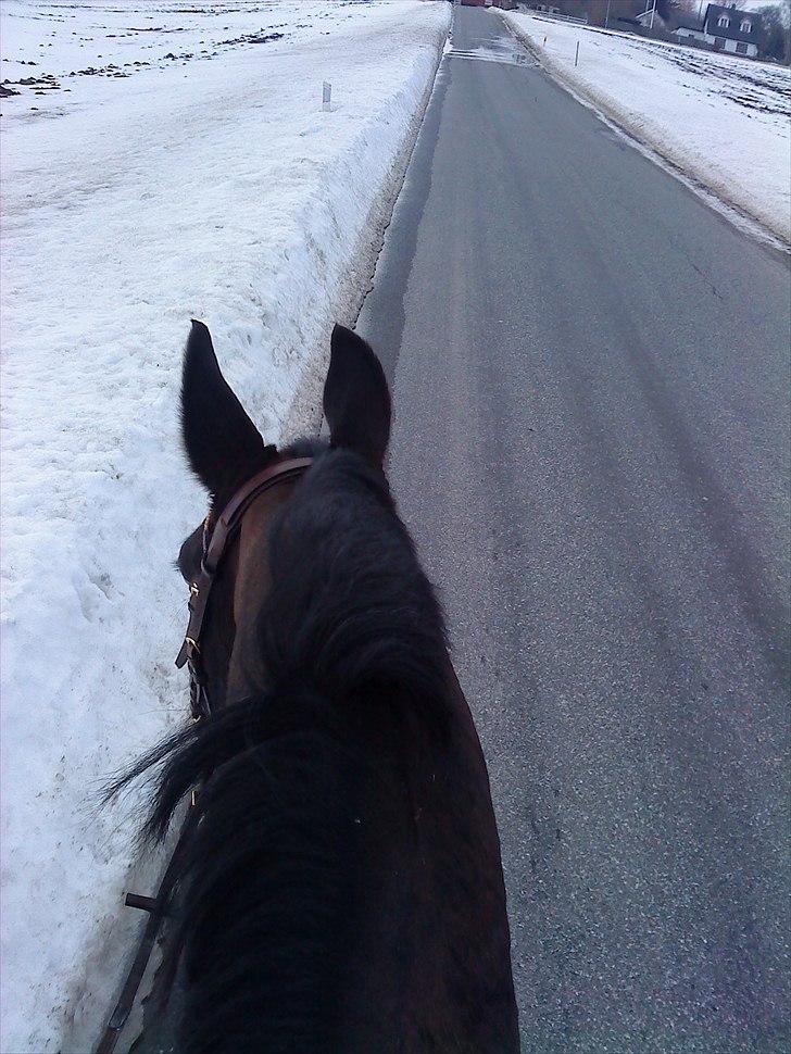 Oldenborg Tarzan Anholm billede 20