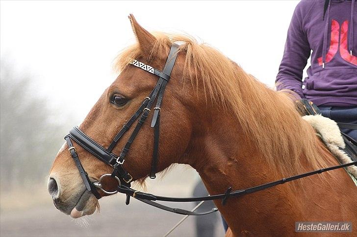 Anden særlig race Salsa - taget af Mia J. Flotte hest! billede 12