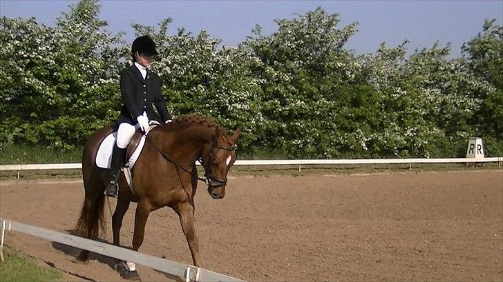 Anden særlig race Rinkenæs Chico - SOLGT - Chico´s første stævne, LC1 til 65,83 % og en 1.plads billede 16