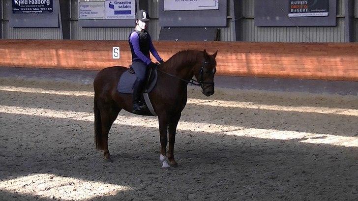 Anden særlig race Rinkenæs Chico - SOLGT - Første gang vi rider i den store hal billede 17
