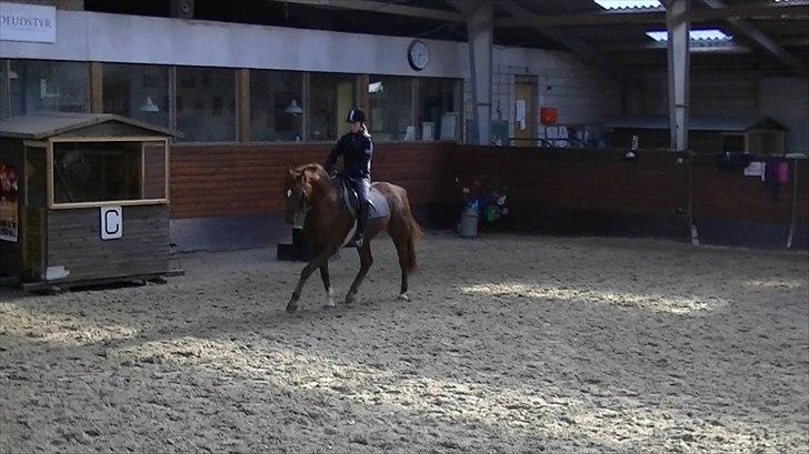Anden særlig race Rinkenæs Chico - SOLGT - Første gang vi rider i den store hal billede 18