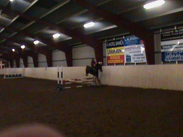 Anden særlig race Toftegårdens Kimbo billede 1